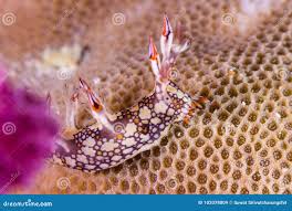 ผลการค้นหารูปภาพสำหรับ Bornella Anguilla