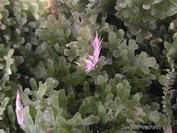 Attēlu rezultāti vaicājumam “Riccardia chamaedryfolia”