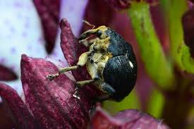 Attēlu rezultāti vaicājumam “Mononychus punctumalbum”