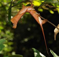 Attēlu rezultāti vaicājumam “Endromidae”