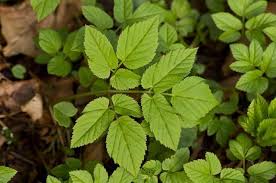 Attēlu rezultāti vaicājumam “Aegopodium podagraria leaf”