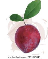 Attēlu rezultāti vaicājumam “Prunus domestica subsp. insitita fruit”