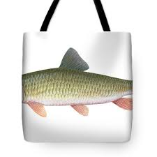 Image result for Moxostoma erythrurum