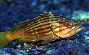 Image result for Epinephelus costae