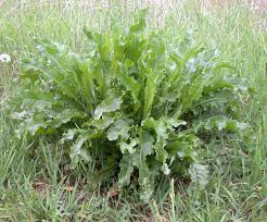 Attēlu rezultāti vaicājumam “Rumex crispus”