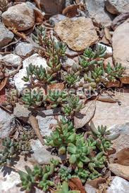 Attēlu rezultāti vaicājumam “Sedum album”