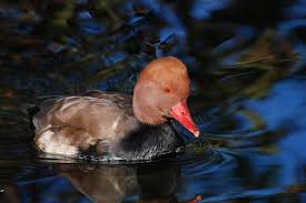 Image result for Netta rufina