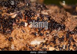 Attēlu rezultāti vaicājumam “Metatrichia floriformis spores”