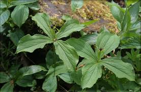 Attēlu rezultāti vaicājumam “Paris quadrifolia”