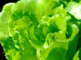 Attēlu rezultāti vaicājumam “Lactuca sativa”