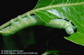 Attēlu rezultāti vaicājumam “Orthosia larvae”