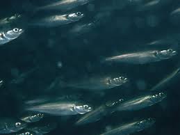 Image result for Pollachius virens