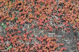 Image result for Sedum album `Coral Carpet`