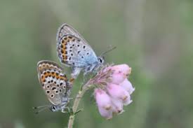 Attēlu rezultāti vaicājumam “Agrodiaetus amandus male”