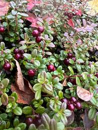 Attēlu rezultāti vaicājumam “Menziesia ferruginea flower”