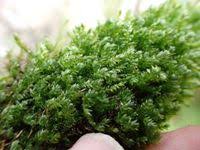 Attēlu rezultāti vaicājumam “Plagiothecium denticulatum”