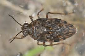 Attēlu rezultāti vaicājumam “Saldula saltatoria”