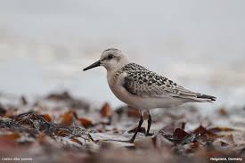 Attēlu rezultāti vaicājumam “Calidris alba”
