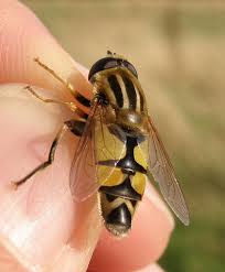 Attēlu rezultāti vaicājumam “Helophilus sp.”