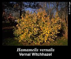 Attēlu rezultāti vaicājumam “Hamamelis vernalis”