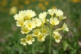 Image result for Schlüsselblumen