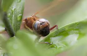 Attēlu rezultāti vaicājumam “Aeshna grandis”