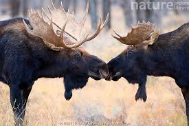 Attēlu rezultāti vaicājumam “Alces alces”