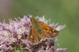 Attēlu rezultāti vaicājumam “Hesperia comma underside”