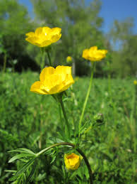 Attēlu rezultāti vaicājumam “Ranunculus mendax flower”