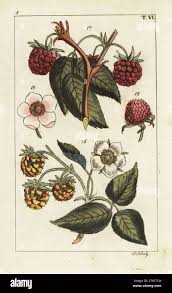 Attēlu rezultāti vaicājumam “Rubus idaeus”