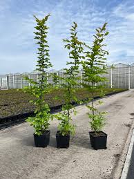 Attēlu rezultāti vaicājumam “Carpinus betulus”