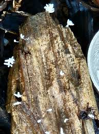 Attēlu rezultāti vaicājumam “Arcyria affinis young”