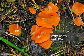 Attēlu rezultāti vaicājumam “Peziza flavida”