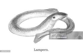Image result for Lampetra fluviatilis