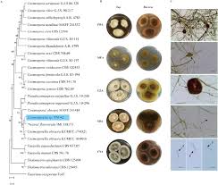 Attēlu rezultāti vaicājumam “Ena obscura”