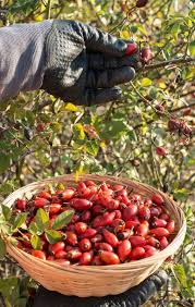 Attēlu rezultāti vaicājumam “Rosa majalis fruit”