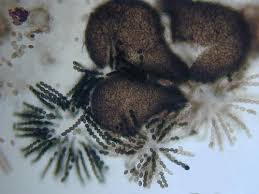 Attēlu rezultāti vaicājumam “Collaria rubens spores”