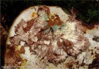 Attēlu rezultāti vaicājumam “Sporophagomyces chrysostomus”