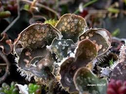 Attēlu rezultāti vaicājumam “Peltigera extenuata”