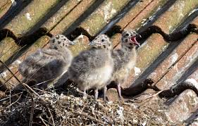 Attēlu rezultāti vaicājumam “Larus argentatus nest”