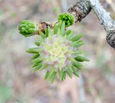 Attēlu rezultāti vaicājumam “Larix kaempferi female flower”