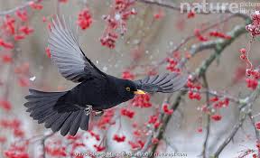 Attēlu rezultāti vaicājumam “Turdus merula”