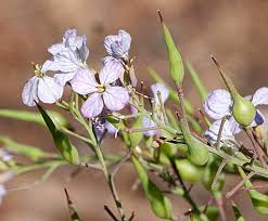 Attēlu rezultāti vaicājumam “Raphanus sativus flower”