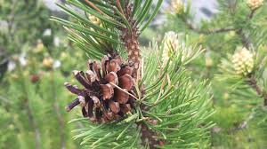 Attēlu rezultāti vaicājumam “Pinus mugo fruit”