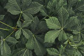 Attēlu rezultāti vaicājumam “Aesculus hippocastanum leaf”