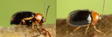 Attēlu rezultāti vaicājumam “Cryptocephalus pusillus”