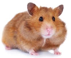 Image result for хомяк