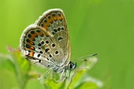 Attēlu rezultāti vaicājumam “Plebejus argus female”