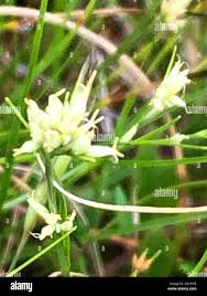 Attēlu rezultāti vaicājumam “Rhynchospora alba”