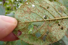 Attēlu rezultāti vaicājumam “Tranzschelia pruni-spinosae spores”